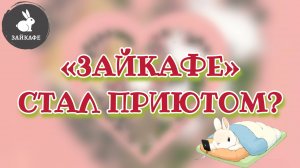 Приют для кроликов: как мы ухаживаем за кроликами в Зайкафе