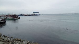 Охота дельфинов в Анапе.