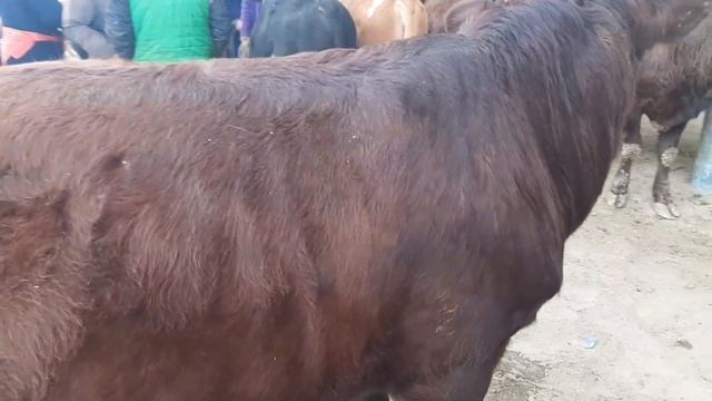 BUXORO ROMETAN QO'RG'ON MOL BOZOR .БУХОРО РОМИТАН КУРГОН МОЛ БОЗОР. 26 ноября 2020 г. смотреть онлайн