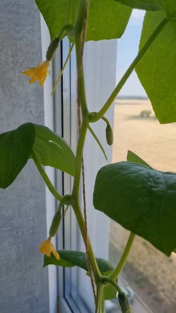 Огород на подоконнике. Всё выращивают цветы, а я огурчики. смотреть онлайн