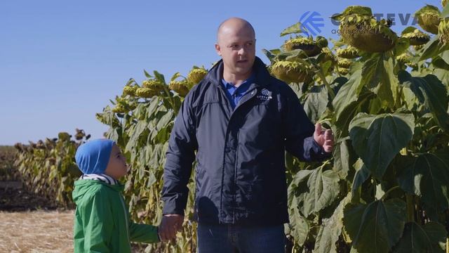 День поля 2018 " Пионер Агро-академия" в ООО "Большой Морец" смотреть онлайн