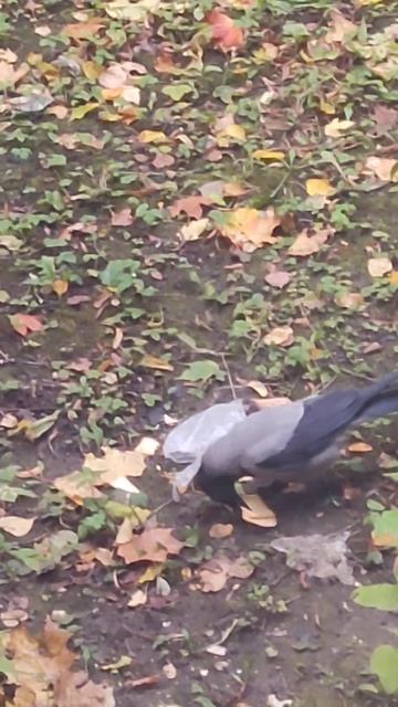 ❤️ Мудрая ВОРОНА!!!Практичная какая!! осколок печенинки тоже с собой прихватила хотя печенья много смотреть онлайн