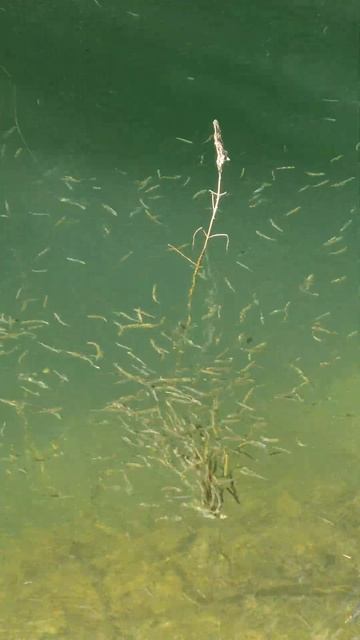 cá mương rất nhiều смотреть онлайн