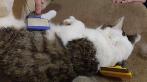 Приспособления для удаления шерсти у кошек