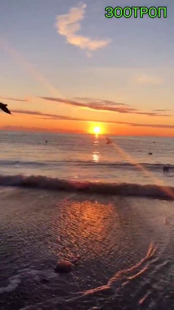 Одесса. Красивый восход солнца. Пляжи Одессы. Набережная. Море. Чайки. Позитив. #зоотроп смотреть онлайн