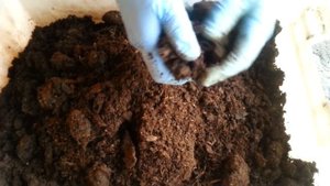 Разведение червей в домашних условиях - Неделя 2