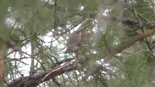 Бродилка 3 часть Птички смотреть онлайн