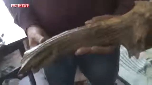 Водитель, буксуя на дороге, отрыл кости мамонта смотреть онлайн