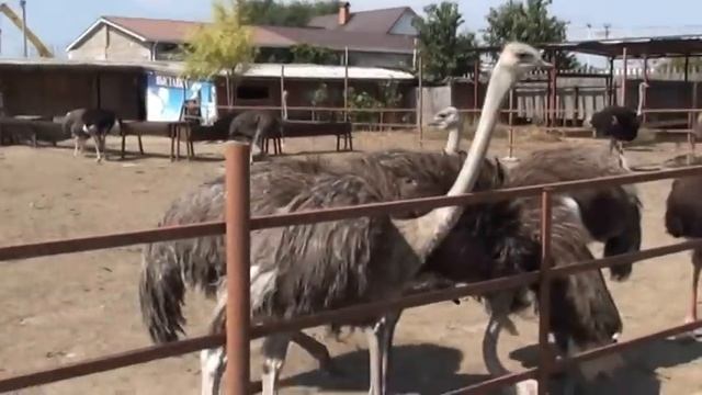 Травы много:) смотреть онлайн