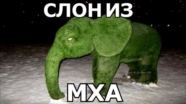 НИКОГДА НЕ ДУМАЙТЕ О СЛОНЕ ИЗ МХА
