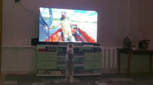 Кот Спартак 2025