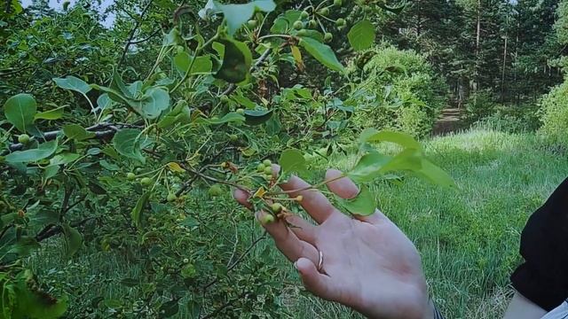 Cult Gringel - Мёртвые (Official video) смотреть онлайн