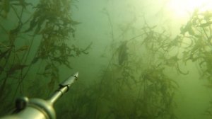 Удивительно красивый подводный мир озера.