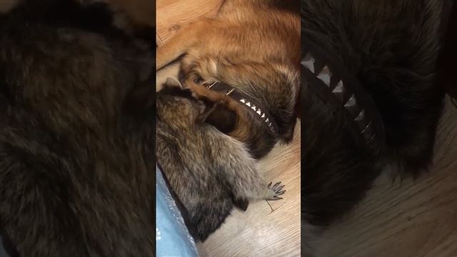 Игры в стоматолога. #pets #зубнойврач #игры #pets #video #animals #online #funny #енот #shorts