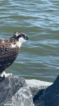 #injuredosprey #osprey #naturelovers #nature #🥺￼