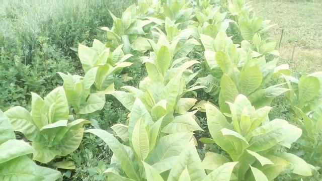 Уборка табака. Подготовка к томлению и сушке. смотреть онлайн