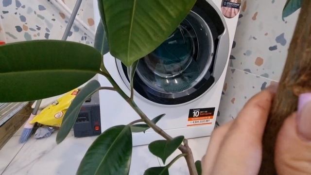 Фикус Каучуконосный. Пересадка, обрезка корней, обзор🌿 #фикус смотреть онлайн