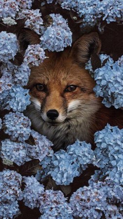 The Ambientalist- Sunny days 🐱🦊🐯🦉🐻