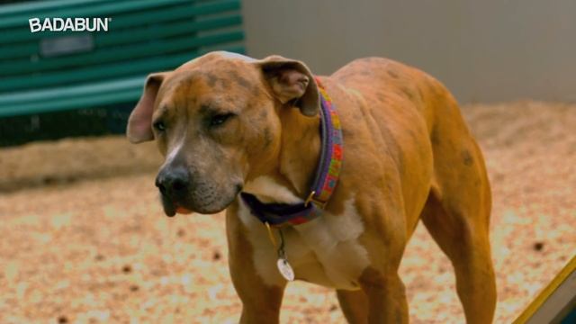 Mira por qué los perros solo le ladran a ciertas personas