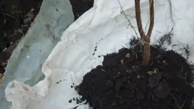 23.12.23 ✖️Кизил.Пересадка п'яти річних сіянців які будуть плодоносить.🤔 смотреть онлайн