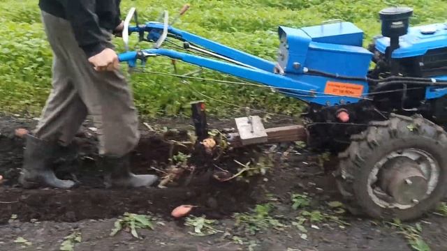 Распахал последнюю грядку - урожай 2023 года ! смотреть онлайн