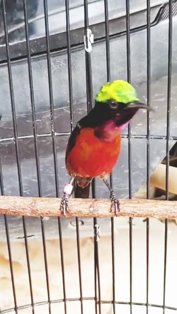 Красногрудый колибри щебечет смотреть онлайн