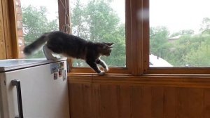 Моя кошка Любава....охота на муху)))