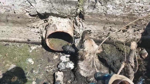 собака за гранью возможности