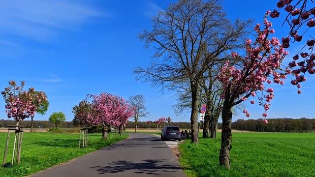 Германия в Апреле/Nettetal Nordrhein-Westfalen/Ханами/Сакуровая Аллея/Снова грилим на Балконе смотреть онлайн