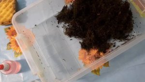 улитка архахатина маргината маргината всё про вид содержание #улитка #блог  #улитка_ахатина_продам