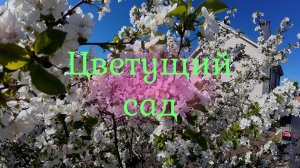 Цветущий сад.