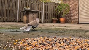 ГОРЛИЦА СЛУШАЕТ ПОСТОРОННИЕ ЗВУКИ. #птицы #голубь  #горлица #кормушка #наблюдение