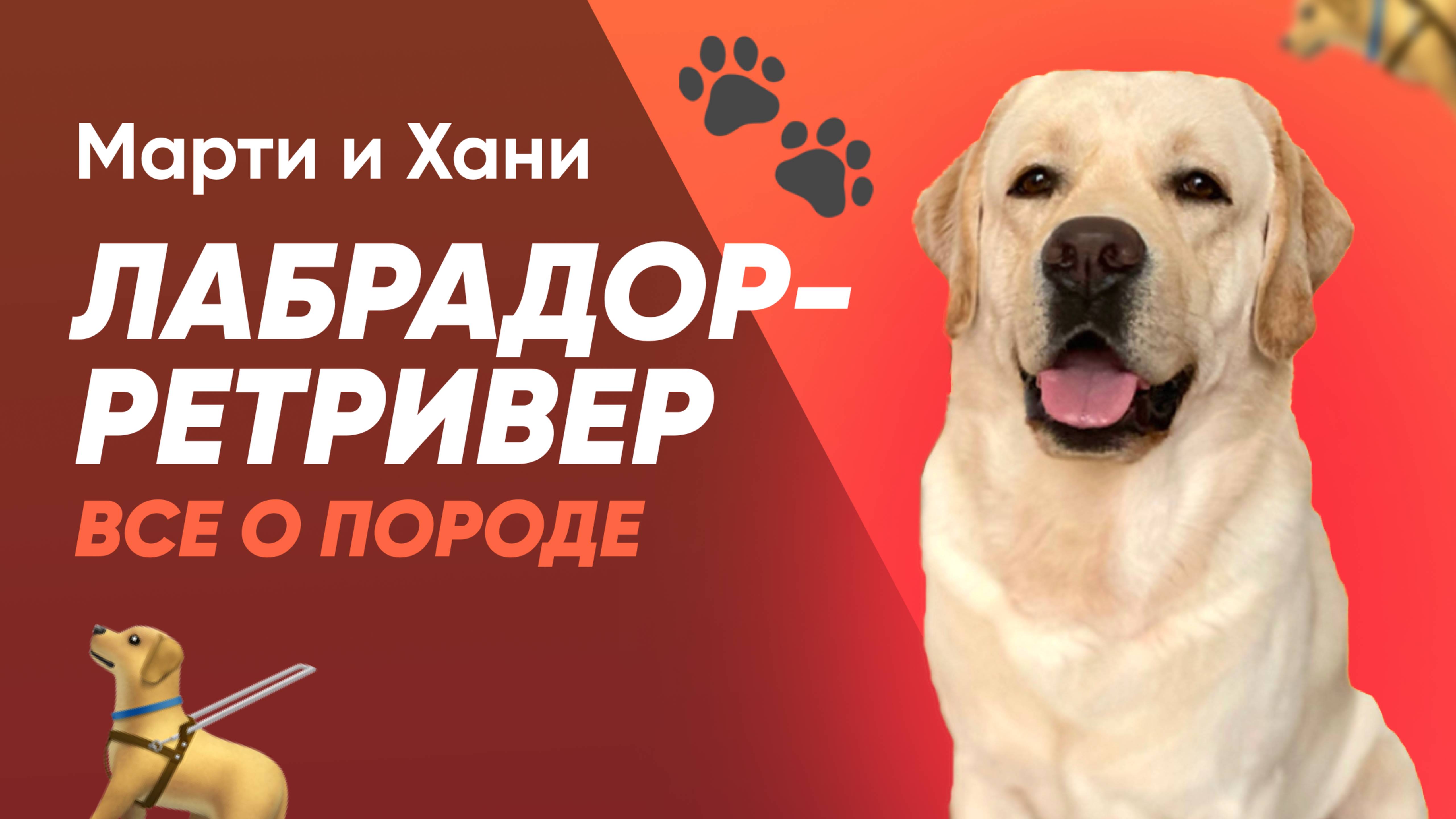 ЛАБРАДОР РЕТРИВЕР / ВСЕ О ПОРОДЕ / ИНТЕРЕСНЫЕ ФАКТЫ / ВОСПИТАНИЕ И УХОД / СТОИТ ЛИ ЗАВОДИТЬ?