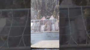 Уборка подсолнечника. Легенда Нива Эффект на поле.