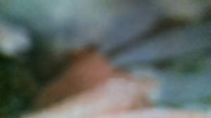 Дельфины(А дельфины добрые,а дельфины мокрые на тебя глядят умными глазами(м/ф "В порту")наброски)