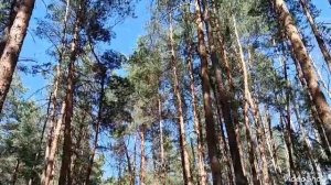 Видео релакс "Весенний лес".