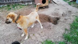 Собака роет яму