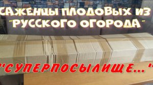 Саженцы плодовых из Русского огорода. 2-я посылка.