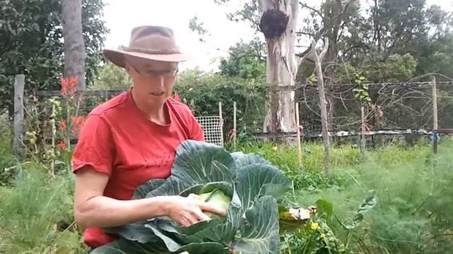 How to grow great cabbages смотреть онлайн