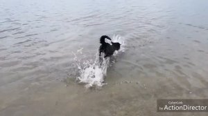 Сегодня на Черемшане в Димитровграде