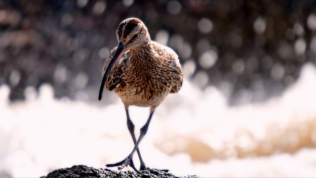 Messiaen :Catalogue d'oiseaux No.13 "Le courlis cendré" メシアン :鳥のカタログ「 ダイシャクシギ」演奏：加藤麗子 смотреть онлайн