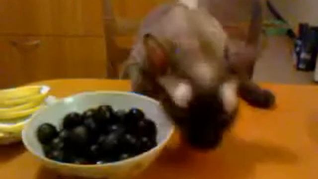 Кот гурман))) смотреть онлайн