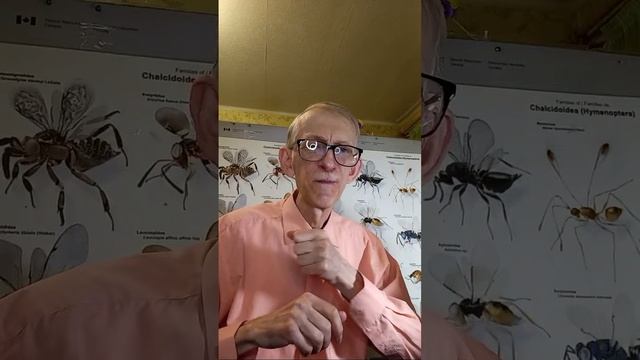 Комахи в хаті, на кухні та в вашої коморі і оселі. Ентомологія. Insects in Your House and Kitchen.