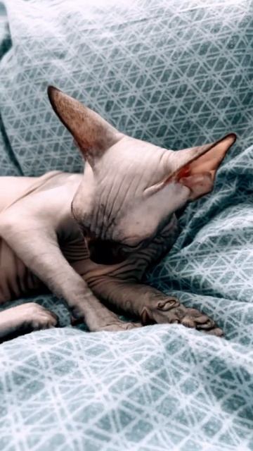 Лысая кошка Сфинкс Are you sleeping