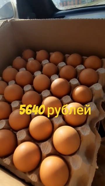 последняя поставка мясо-яичных и несушки. дальше только броль и ластоногие