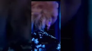 Серенада Тэхену