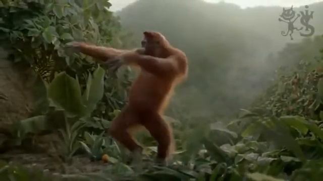 ШОК Горилла поёт песню смотреть онлайн