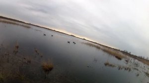 Манок Егерь не подводит (поменял уже на "Минск 2 Стерео")