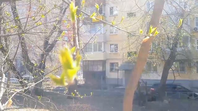 А у нас на черёмухе листики 😊