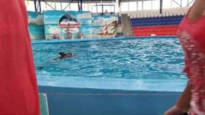 Сочи парк (дельфинарий 1)